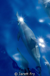 Hawaiian spinner dolphin on the way to Lanai.  Got lucky ... by Jarett Fry 
